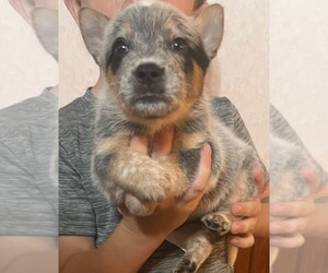 Australian Cattle Dog Puppy for sale in GREENVILLE, NC, USA