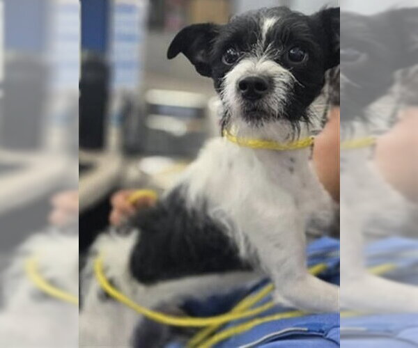 Medium Photo #3 Mutt Puppy For Sale in Andover, MN, USA