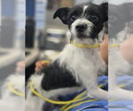 Small #2 Mutt