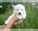Small Photo #14 Great Pyrenees Puppy For Sale in CONWAY, MO, USA