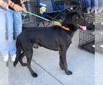 Small #3 Retriever  Mix