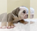 Small Photo #2 English Bulldog Puppy For Sale in ANAHEIM, CA, USA