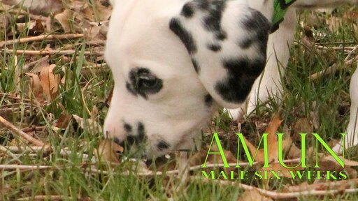 Medium Photo #9 Dalmatian Puppy For Sale in ENID, OK, USA