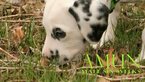 Small Photo #9 Dalmatian Puppy For Sale in ENID, OK, USA