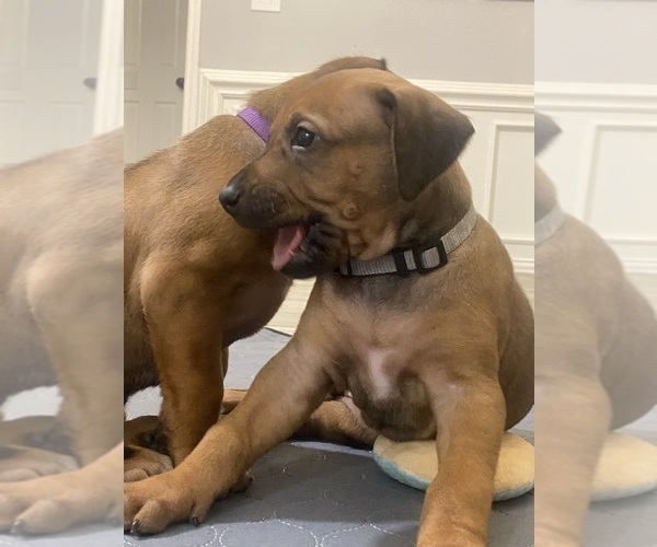 Medium Photo #66 Rhodesian Ridgeback Puppy For Sale in KELLER, TX, USA