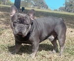 Small Photo #1 French Bulldog Puppy For Sale in TAMPA, FL, USA