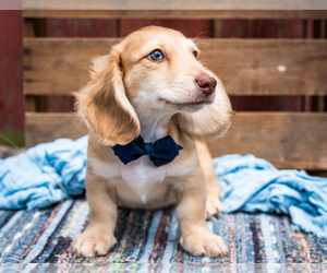 Dachshund Puppy for Sale in WAKARUSA, Indiana USA