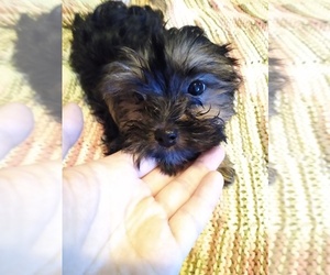 Yorkshire Terrier Puppy for sale in TUCSON, AZ, USA