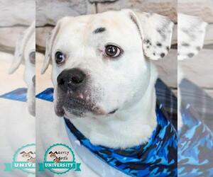 Bulldog-Unknown Mix Dogs for adoption in Kennesaw, GA, USA