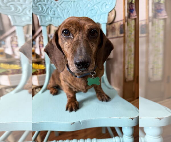 Medium Photo #1 Dachshund Puppy For Sale in Sioux Falls, SD, USA