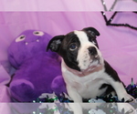 Nash - Male Boston Terrier Puppy for Sale - Photo #6