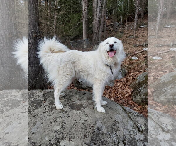 Medium Photo #1 Great Pyrenees Puppy For Sale in Croydon, NH, USA