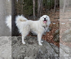 Great Pyrenees Dogs for adoption in Croydon, NH, USA