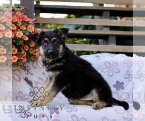 German Shepherd Dog Puppy for sale in LANCASTER, PA, USA