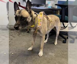 German Shepherd Dog-Unknown Mix Dogs for adoption in Camarillo, CA, USA