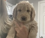 Small #6 Goldendoodle