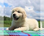 Small Photo #4 English Cream Golden Retriever Puppy For Sale in WAYNESBORO, PA, USA