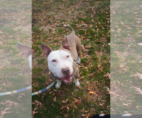 Medium Photo #5 American Staffordshire Terrier Puppy For Sale in Lawrenceville, NJ, USA