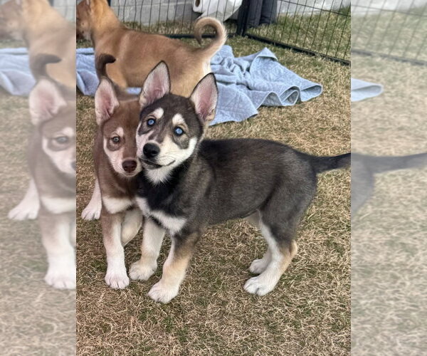 Medium Photo #3 Gerberian Shepsky Puppy For Sale in Claremore, OK, USA