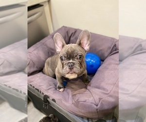 French Bulldog Puppy for sale in SAN DIEGO, CA, USA