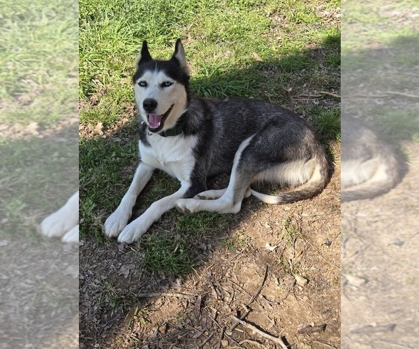 Medium Photo #1 Siberian Husky Puppy For Sale in NASHVILLE, TN, USA