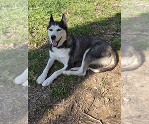 Father of the Siberian Husky puppies born on 01/03/2026