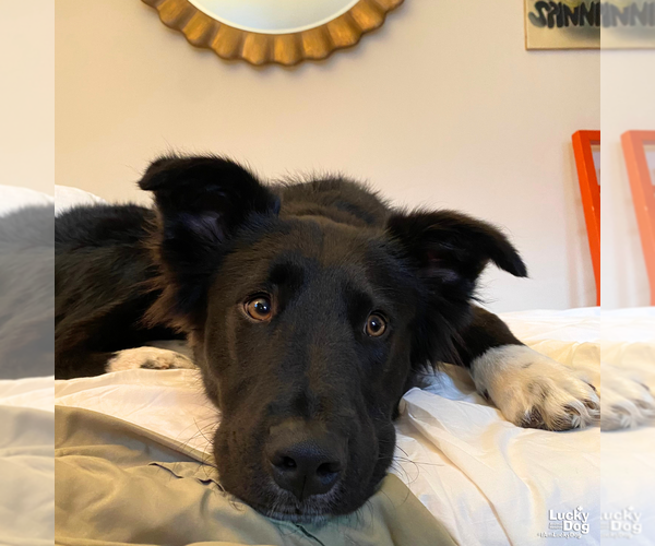 Medium Photo #6 Border Collie-Unknown Mix Puppy For Sale in Washington, DC, USA