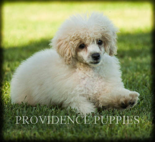 Medium Photo #29 Poodle (Miniature) Puppy For Sale in COPPOCK, IA, USA