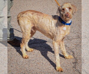 Cooper - Male Mutt Dog for Adoption - Photo #2