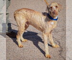 Small Photo #2 Mutt Puppy For Sale in Huntley, IL, USA