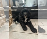 Puppy Light blue boy Bernedoodle