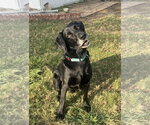 Small #4 Labrador Retriever Mix