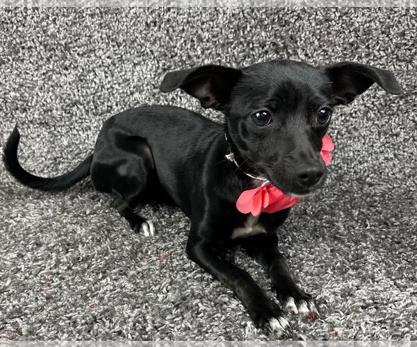 Medium Photo #4 Chihuahua-Unknown Mix Puppy For Sale in Grafton, WI, USA
