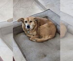 Small #1 Toy Fox Terrier Mix