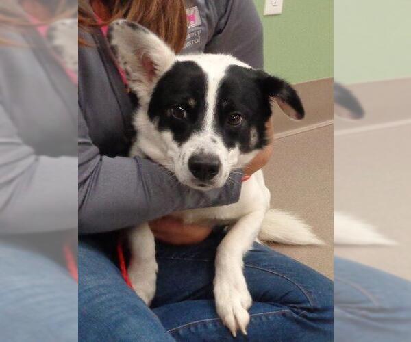 Medium Photo #3 Papillon-Unknown Mix Puppy For Sale in La Porte, IN, USA