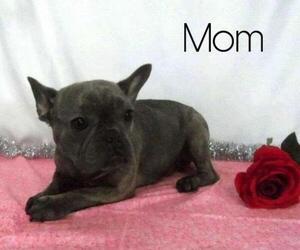 Father of the French Bulldog puppies born on 02/07/2020