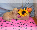 Puppy Mylie Golden Retriever
