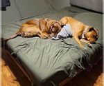 Small #18 American Staffordshire Terrier-Boxer Mix