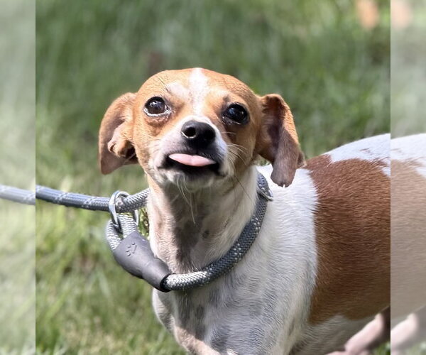 Medium Photo #1 Chihuahua Puppy For Sale in Yardley, PA, USA