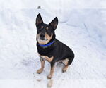 Small #11 Mutt