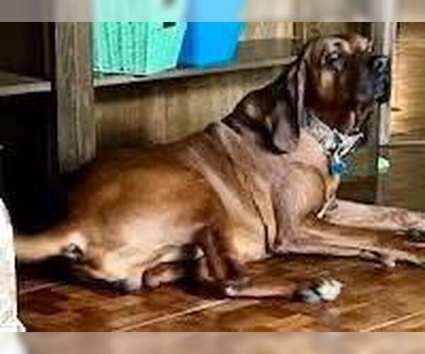 Medium Photo #2 Bloodhound Puppy For Sale in Rustburg, VA, USA