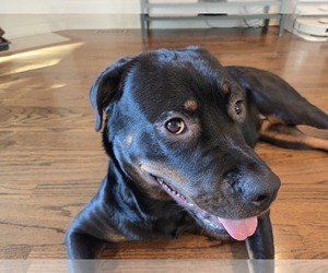 Rottweiler Puppy for sale in CHICAGO, IL, USA