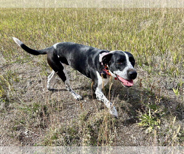 Medium Photo #2 Pointer-Unknown Mix Puppy For Sale in Polson, MT, USA