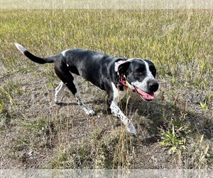 Mo - Female Pointer-Unknown Mix Dog for Adoption - Photo #2