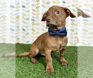 Chiweenie Dogs for adoption in Corona, CA, USA