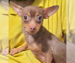 Chihuahua-Unknown Mix Dogs for adoption in Minneapolis, MN, USA