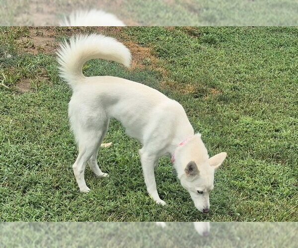 Medium Photo #2 Siberian Husky-Unknown Mix Puppy For Sale in Omaha, NE, USA