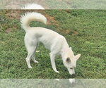 Small #1 Siberian Husky Mix