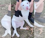 Small #8 American Bulldog Mix