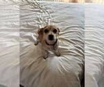 Small #2 Chihuahua